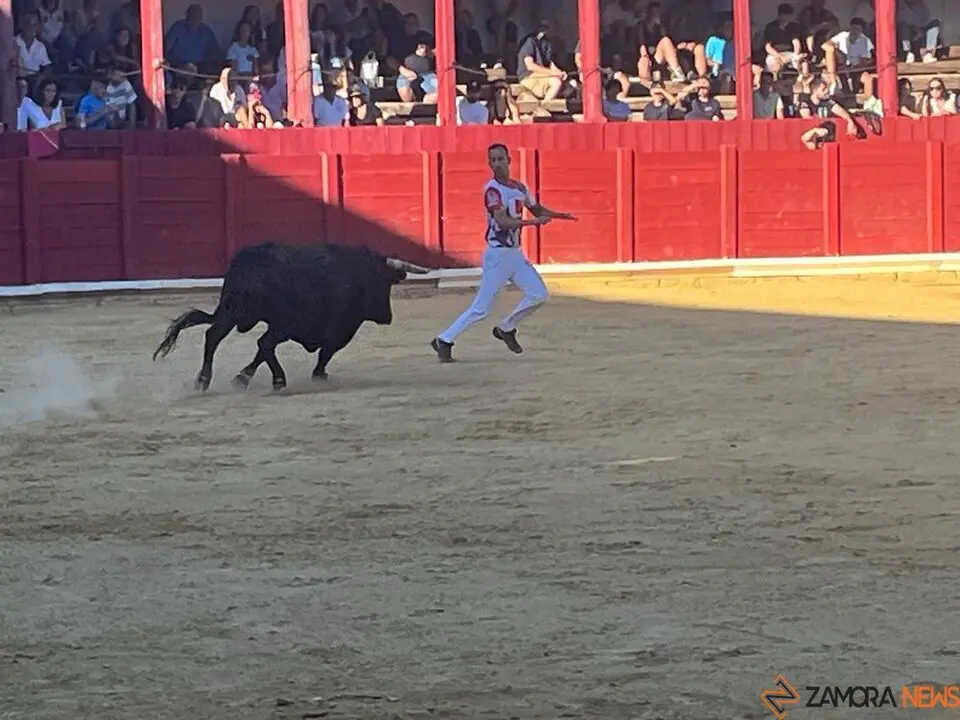 cortes toro san agustín 2025_19