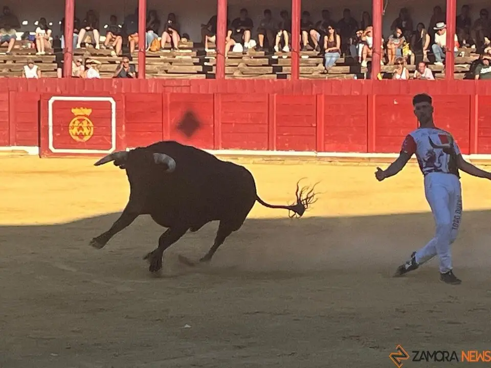 cortes toro san agustín 2025_21