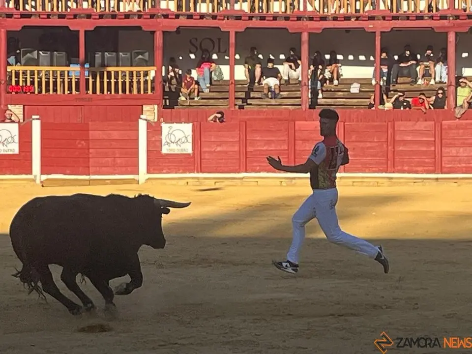 cortes toro san agustín 2025_26