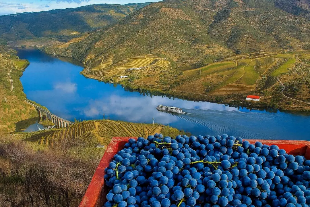vinos duero tierra del vino