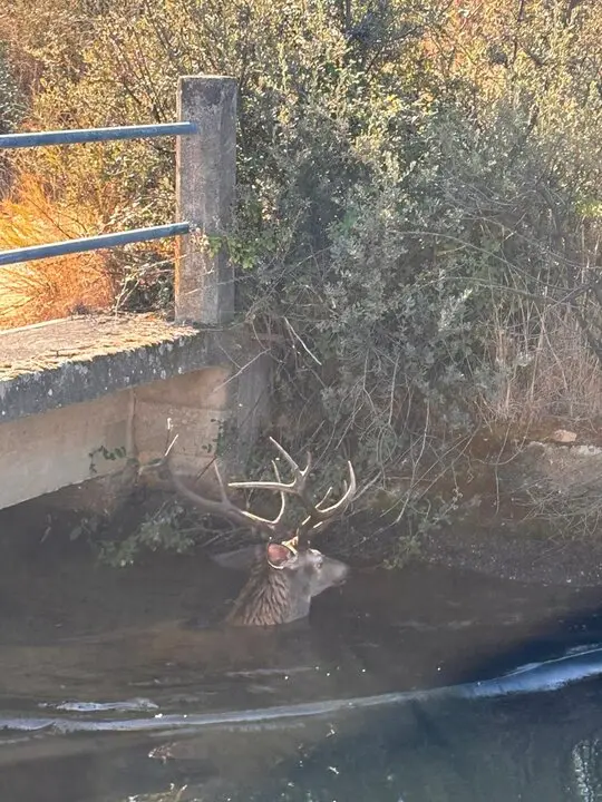 ciervo en el canal de Pumarejo de Tera