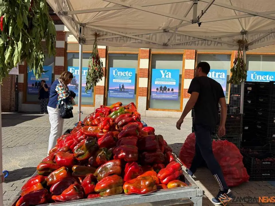 Feria del Pimiento Benavente _20