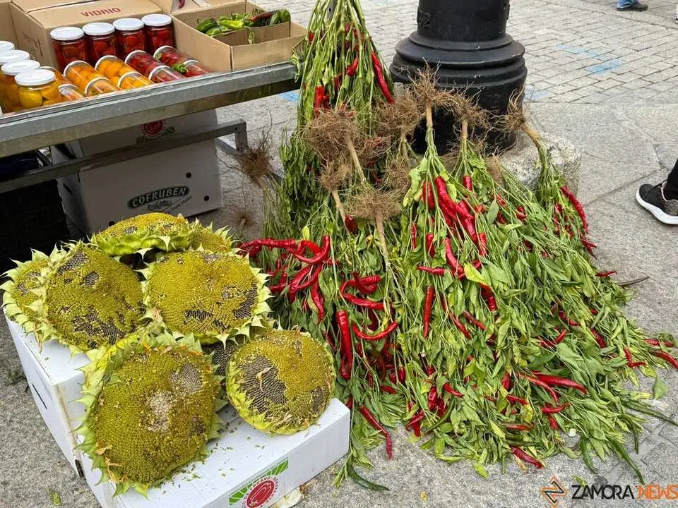 Feria del Pimiento en Benavente _31