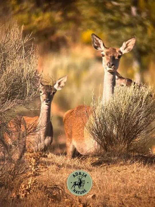 Berrea - Imagen cedida de Adaja Nature_1