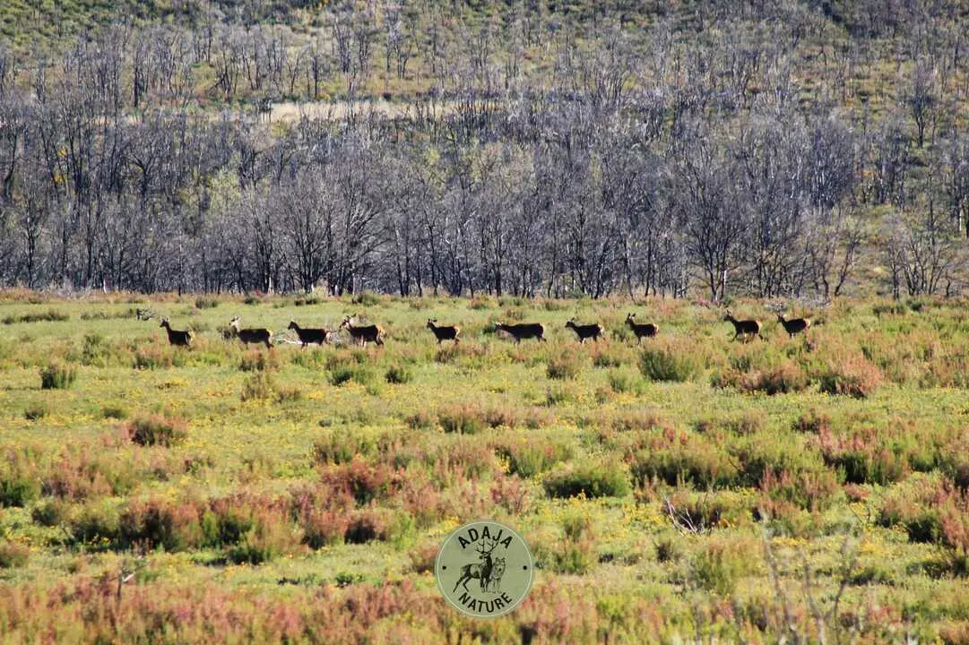 Berrea - Imagen cedida de Adaja Nature_5