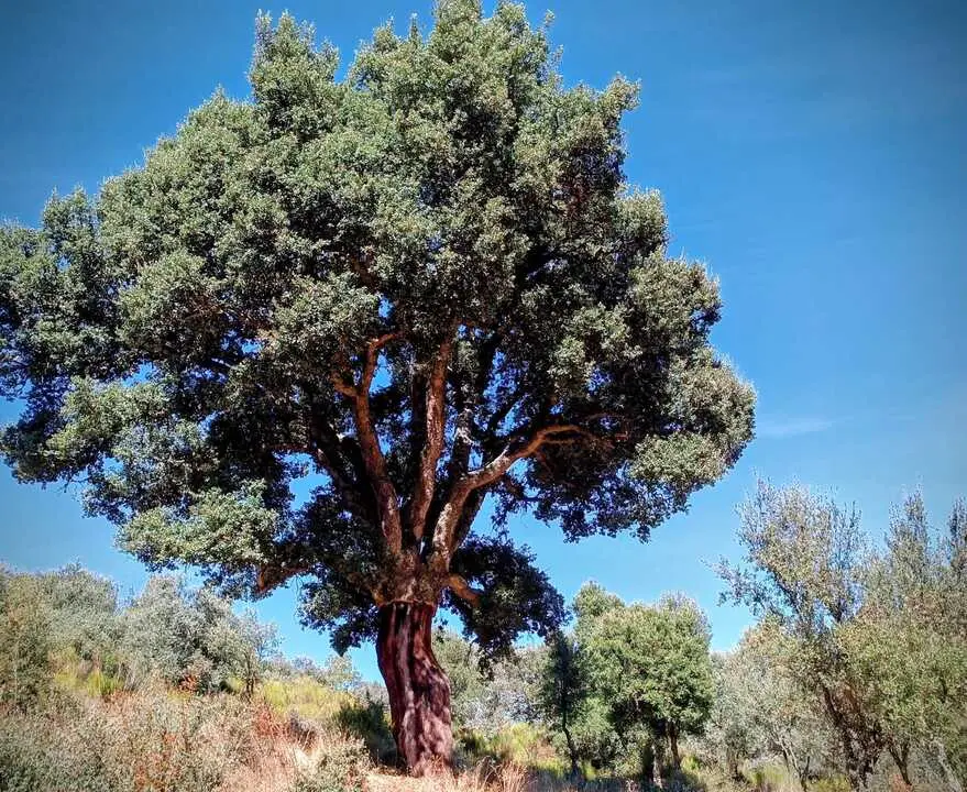 Alcornocal tras un descorche