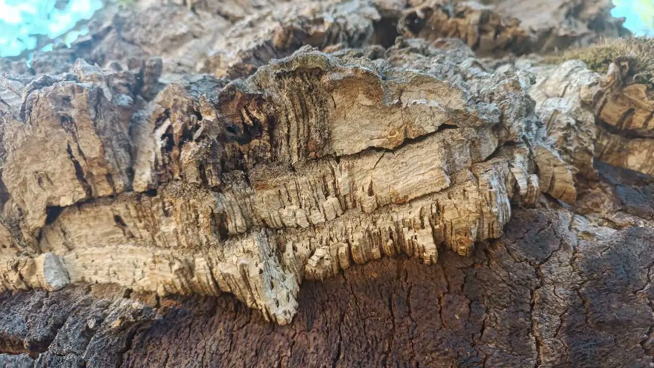 Alcornocal tras la saca del corcho