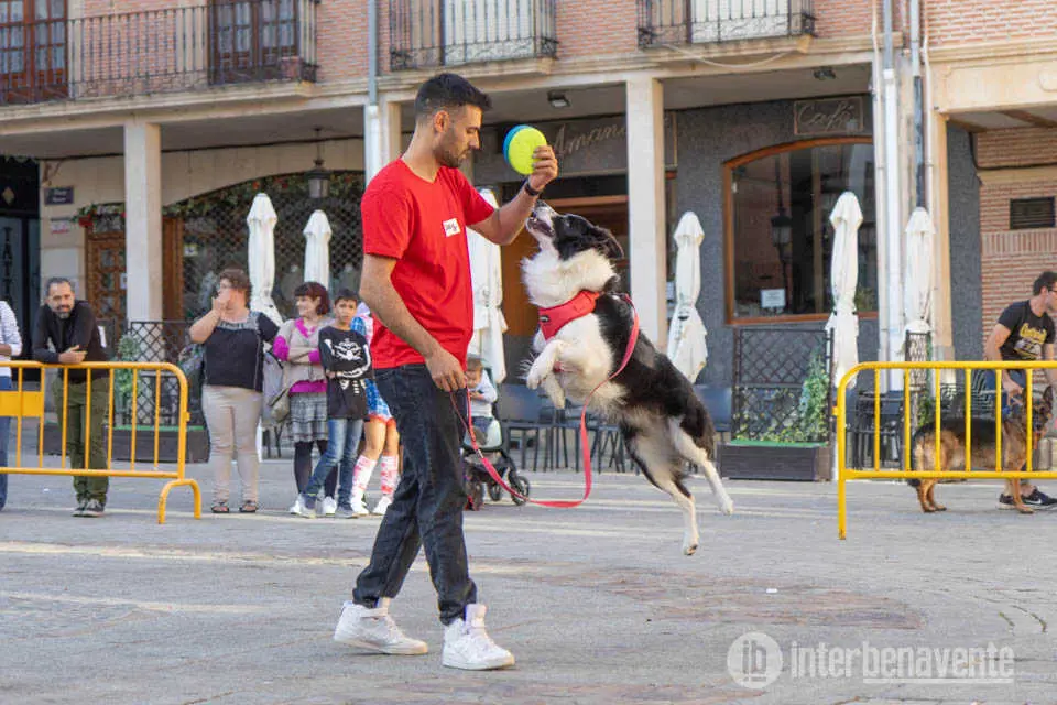Concurso de mascotas - imagen Interbenavente