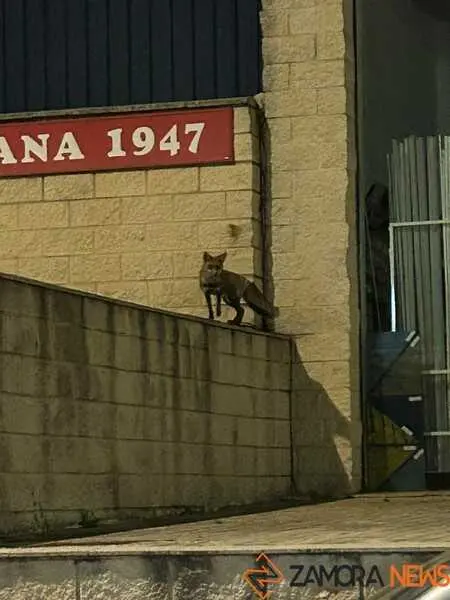 un zorro en Zamora _2