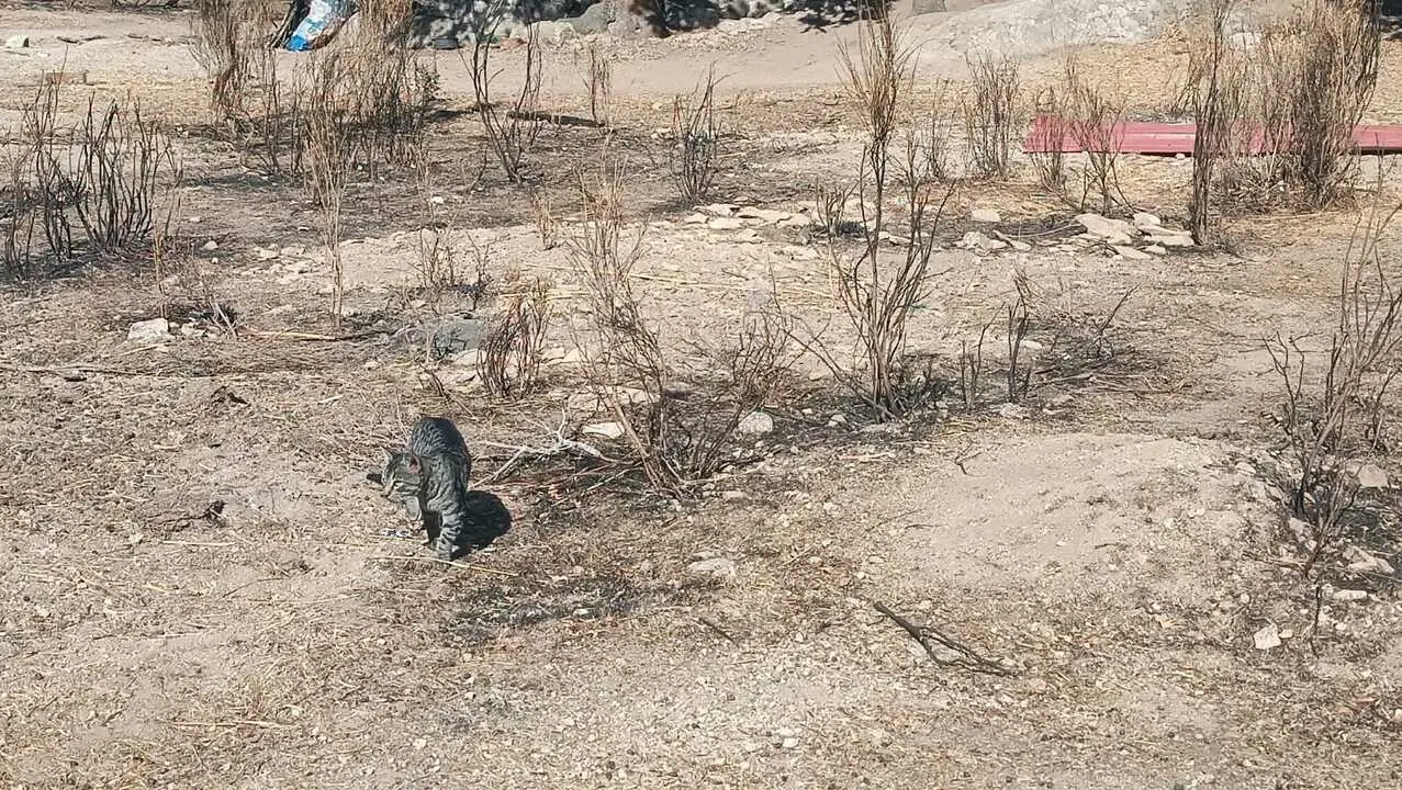 Gato por la finca, donde se aprecia las consecuencias del fuego