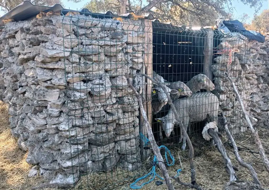Ovejas en el corral