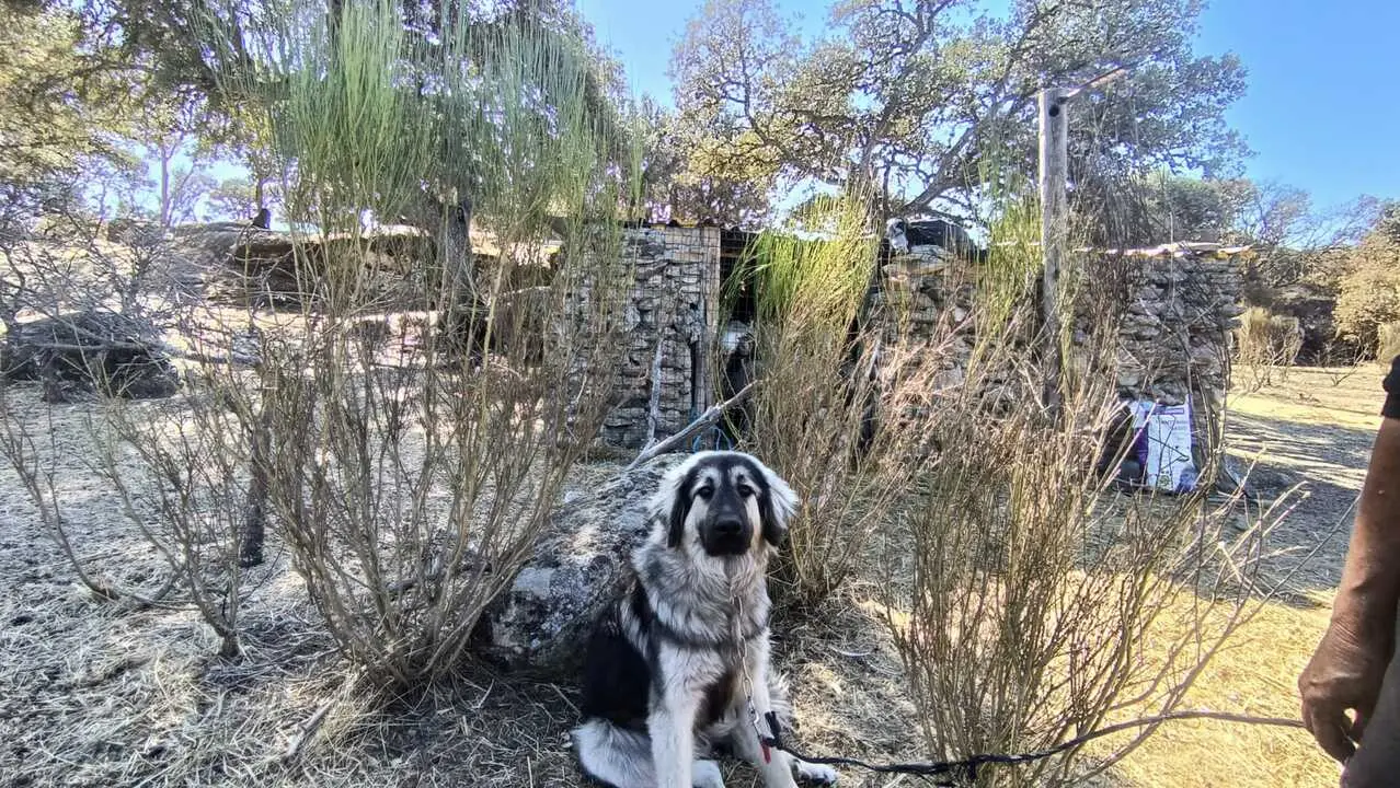 Uno de los perros de la pareja que se quemó las patas