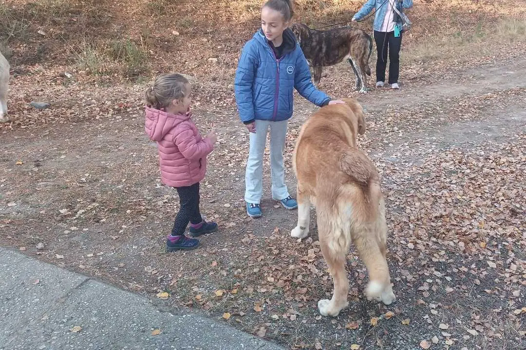 Niños con un perro en el centro de Robledo