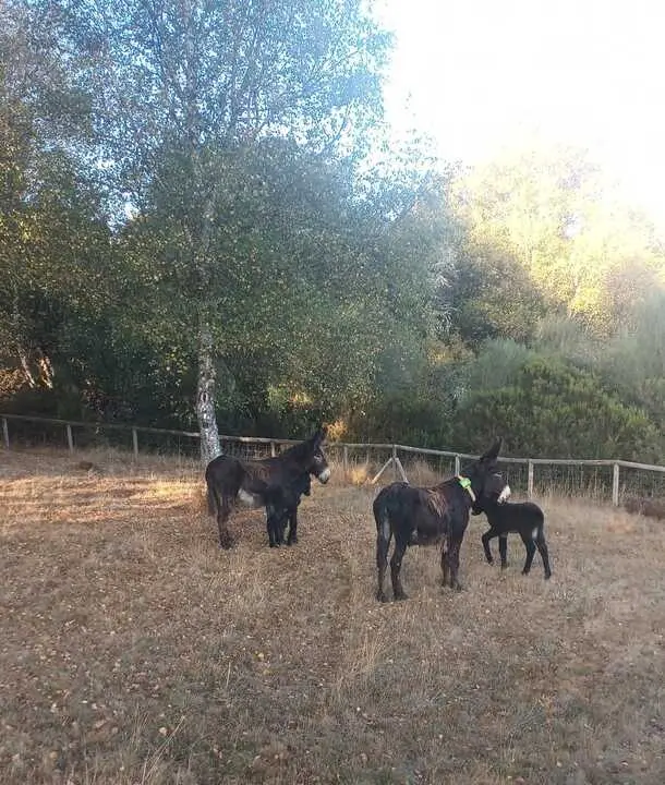 burros