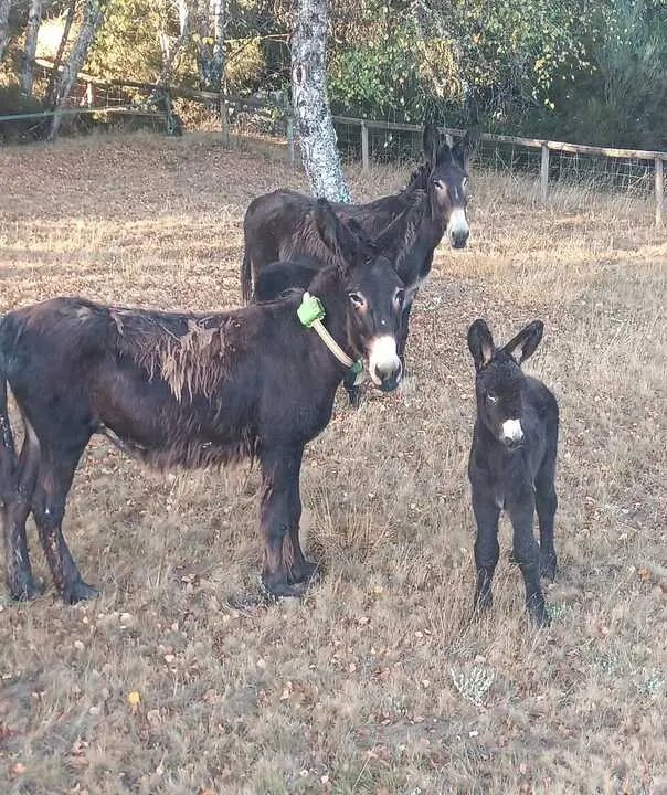 burros centro Lobo Ibérico