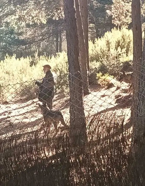Lobo con su cuidador en Robledo