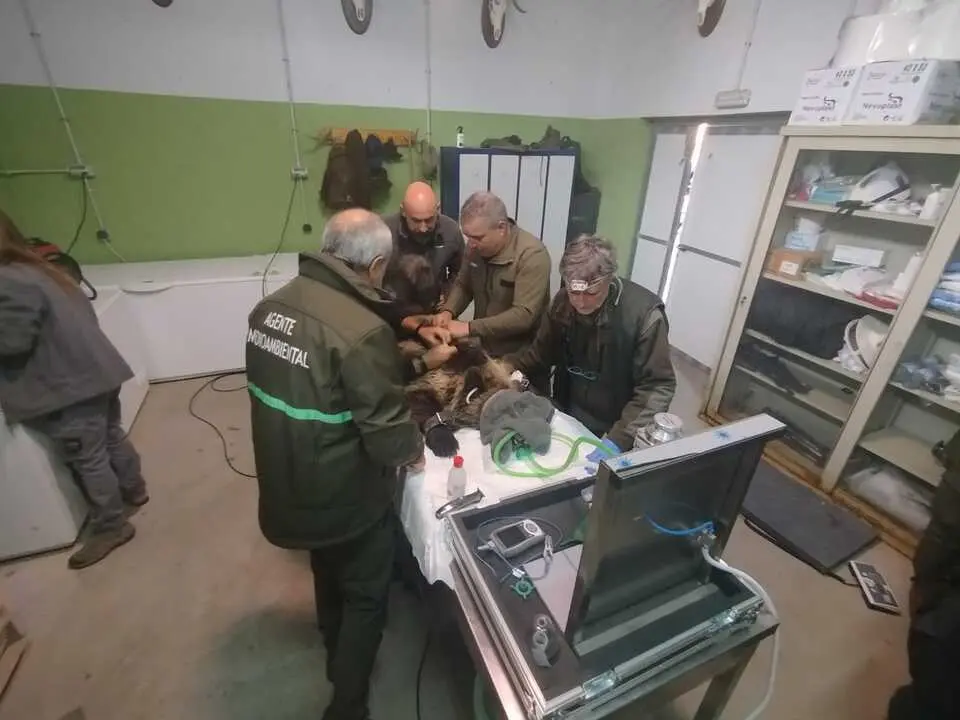 Cría de oso pardo liberada