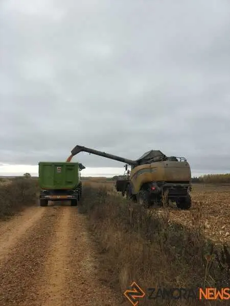 cosechando en Milles de la Polvorosa 