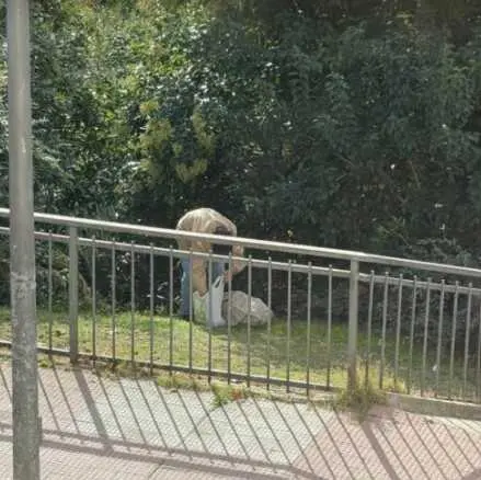 Robo de comida colonias felinas