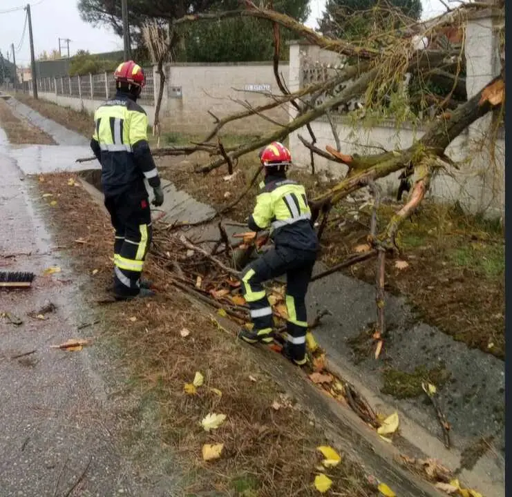 Arbol caído entre Villalazán y Villaralbo_1