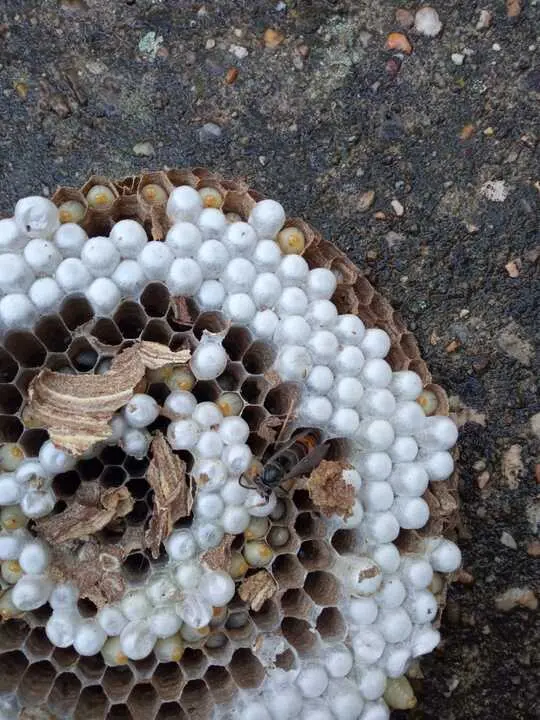 Nido de Avispa Ventulina Viñas de Aliste