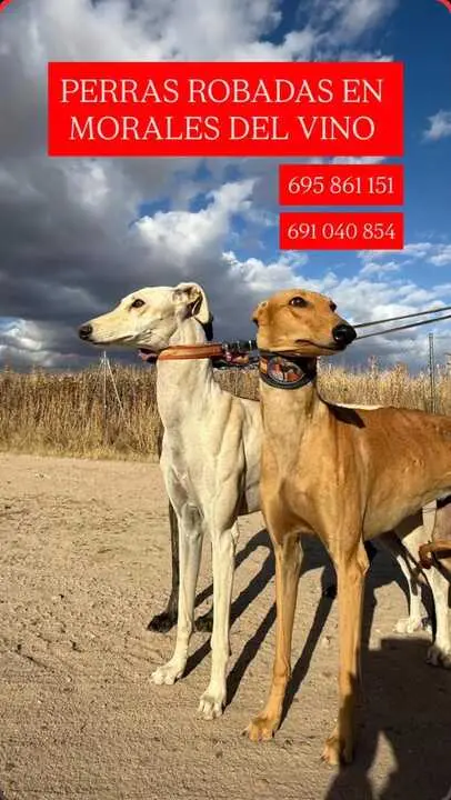 Imagen de las perras robadas en Morales del Vino