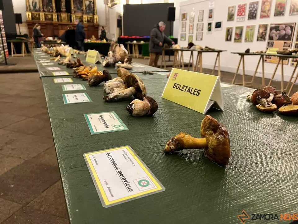 Exposición Micológica Zamora  