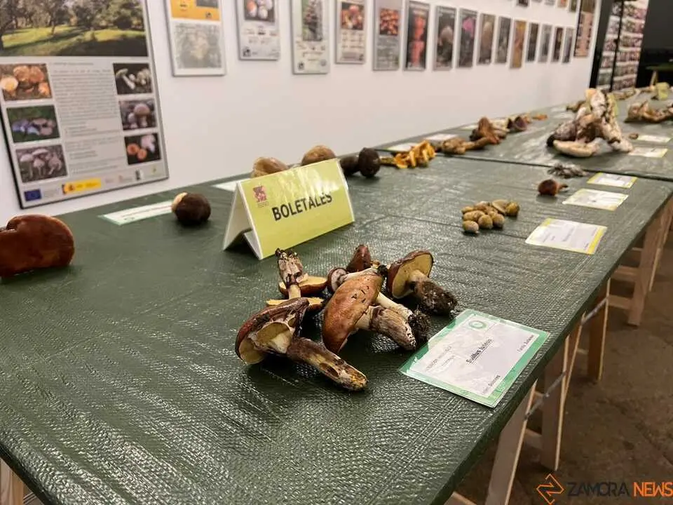 Exposición Micológica Zamora  _2