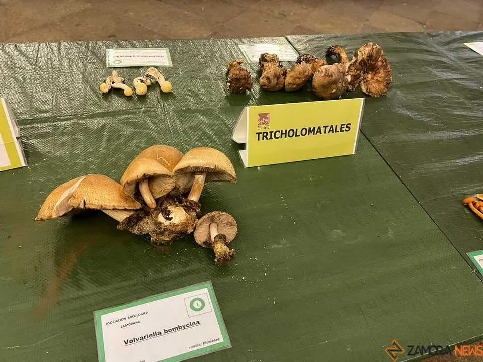 Exposición Micológica Zamora  _3