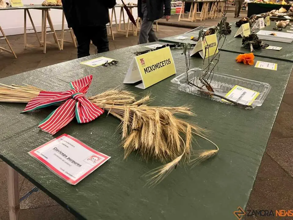 Exposición Micológica Zamora  _4