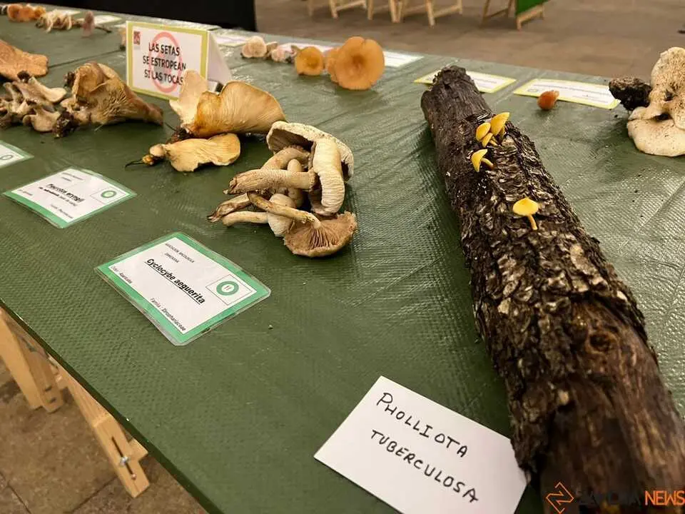 Exposición Micológica Zamora  _7