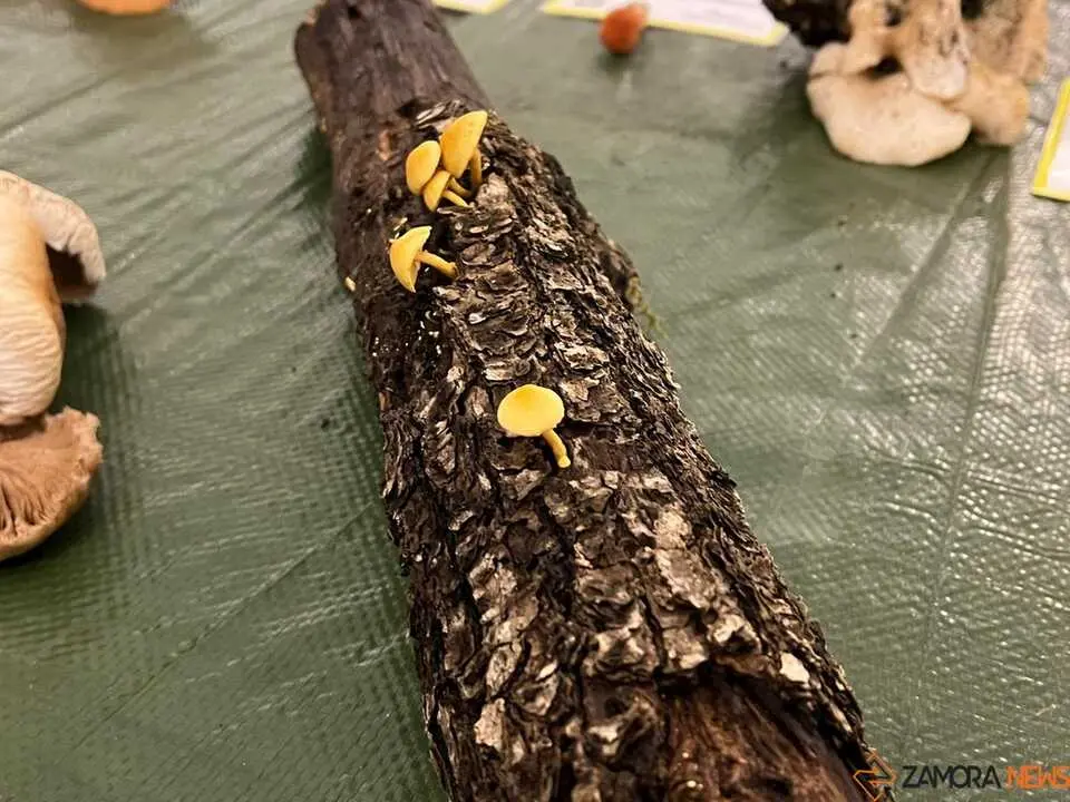 Exposición Micológica Zamora  _6