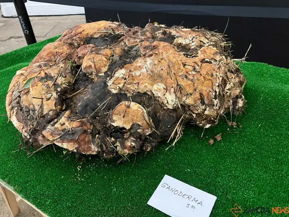 Exposición Micológica Zamora  _9