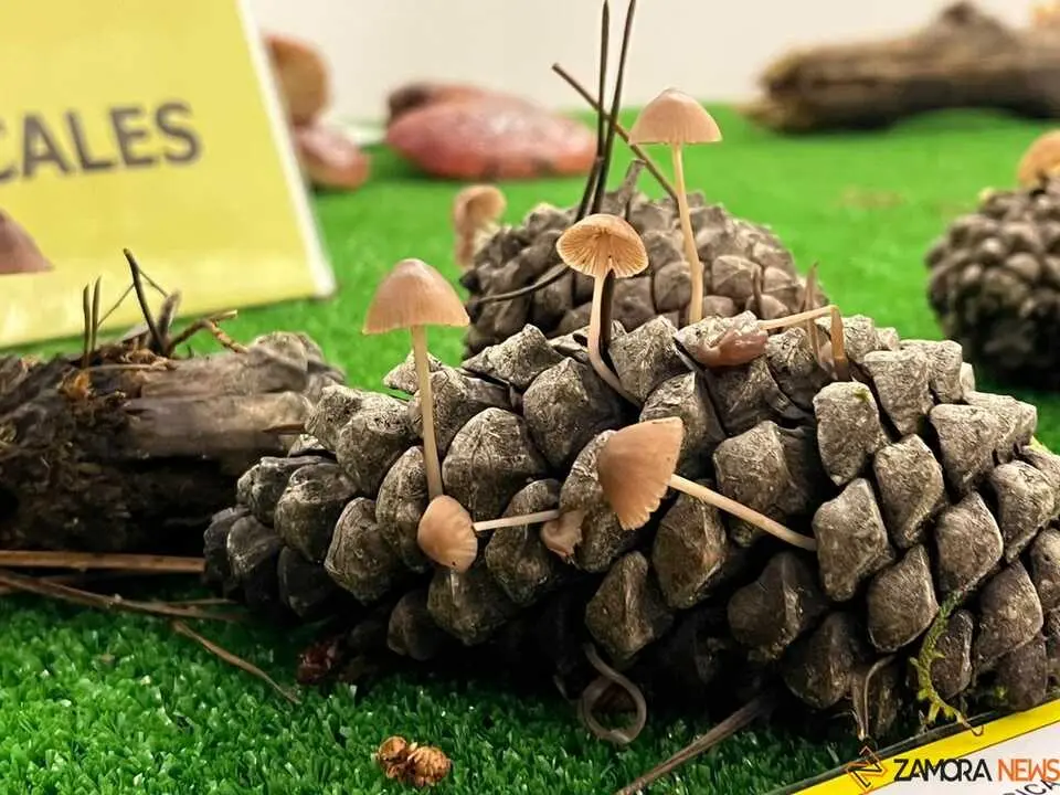 Exposición Micológica Zamora  _12