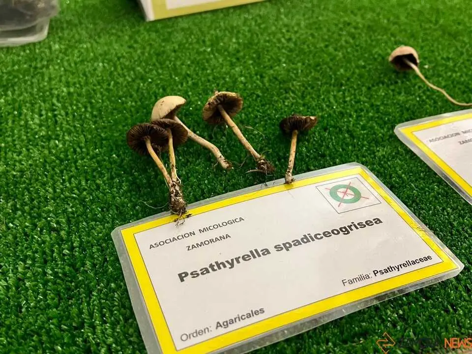 Exposición Micológica Zamora  _14