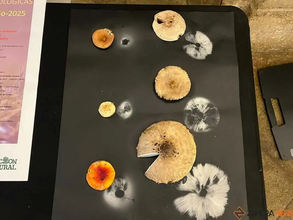 Exposición Micológica Zamora  _16