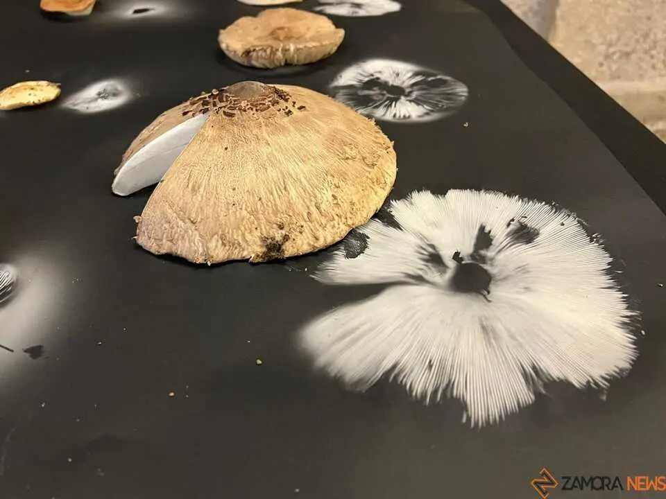 Exposición Micológica Zamora  _17