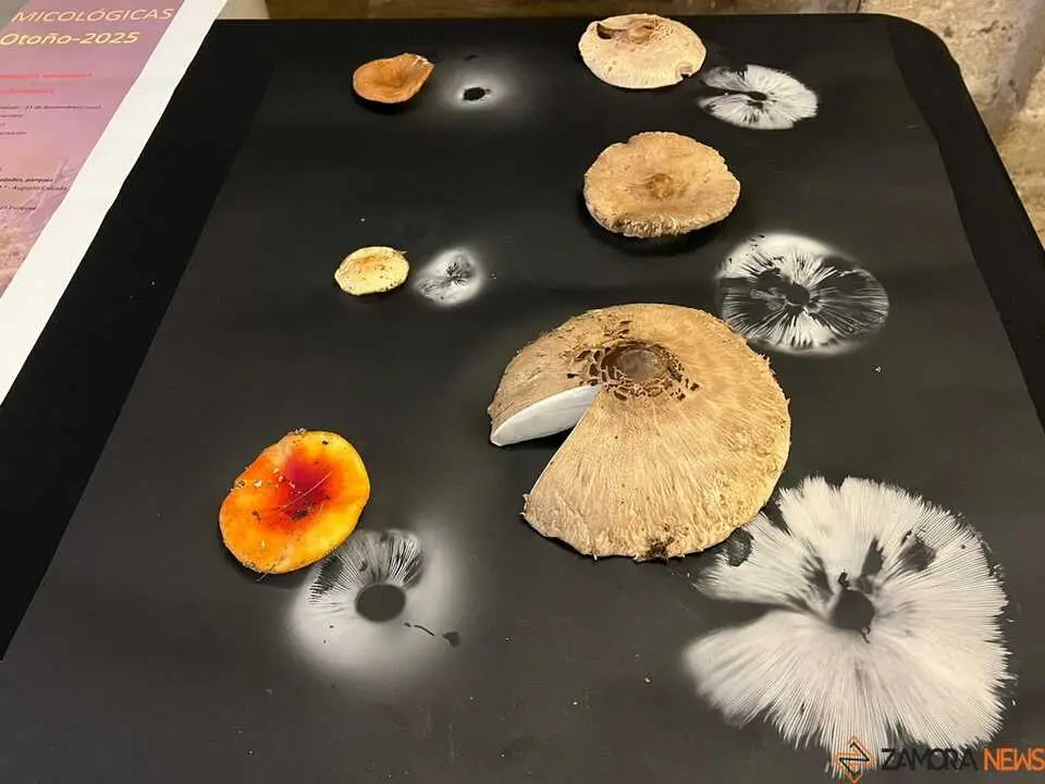 Exposición Micológica Zamora  _18