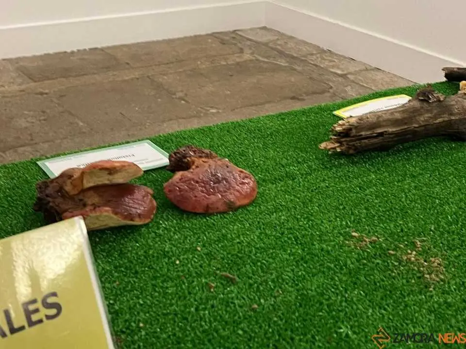 Exposición Micológica Zamora  _19