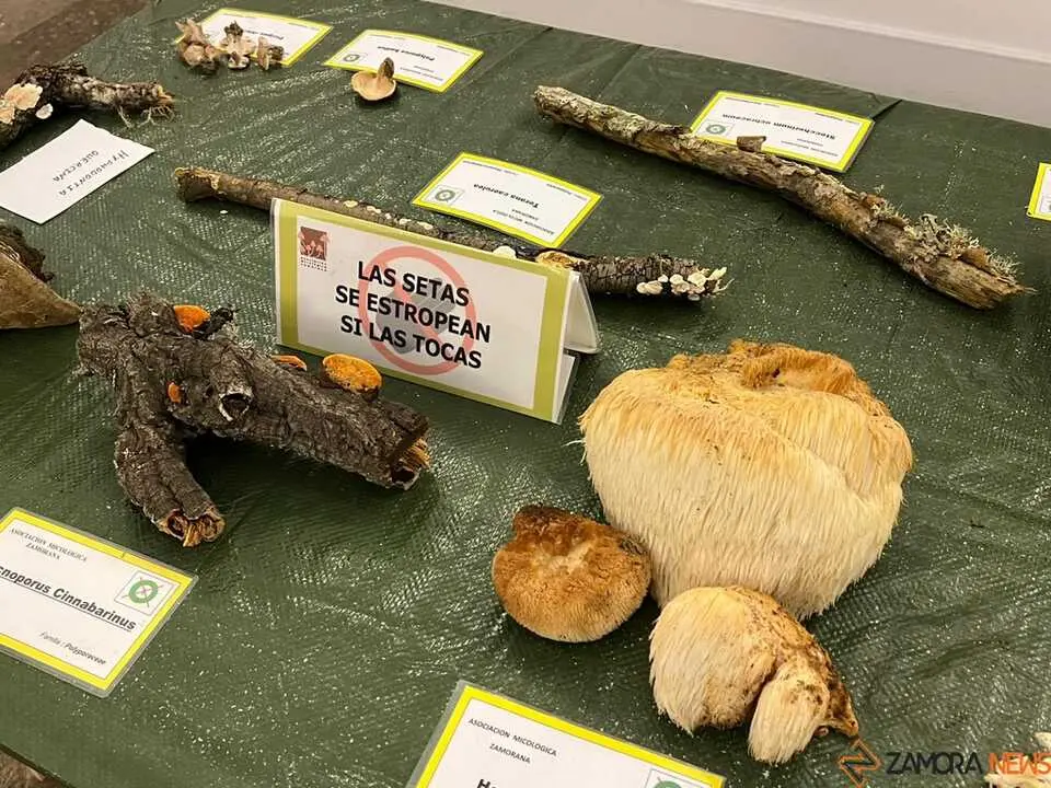 Exposición Micológica Zamora  _20
