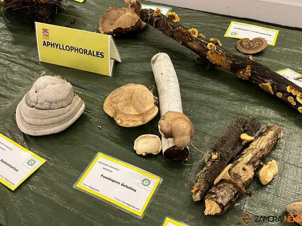 Exposición Micológica Zamora  _21