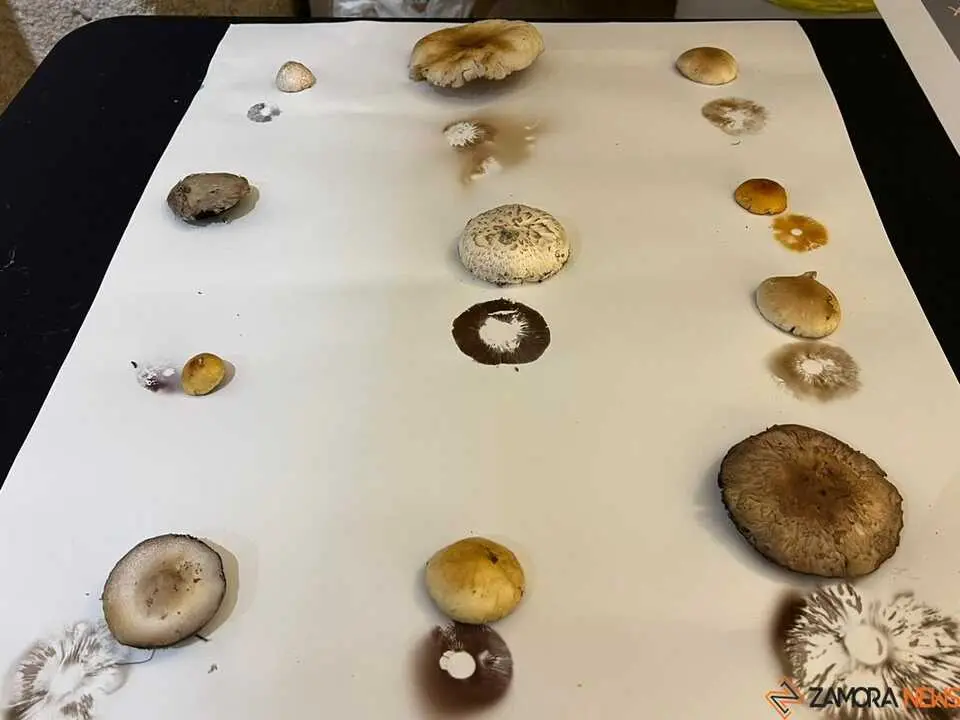 Exposición Micológica Zamora  _23