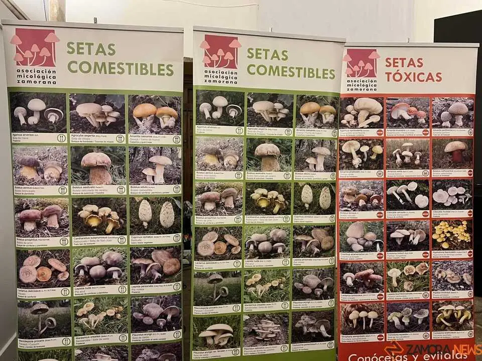 Exposición Micológica Zamora  _25