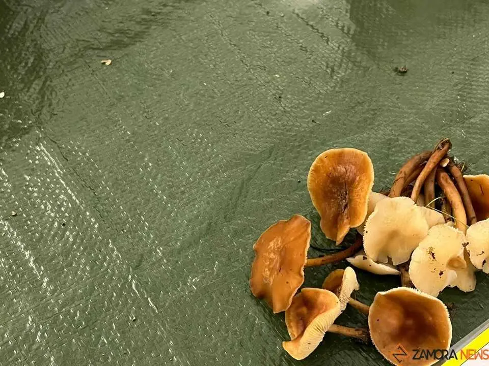 Exposición Micológica Zamora  _26