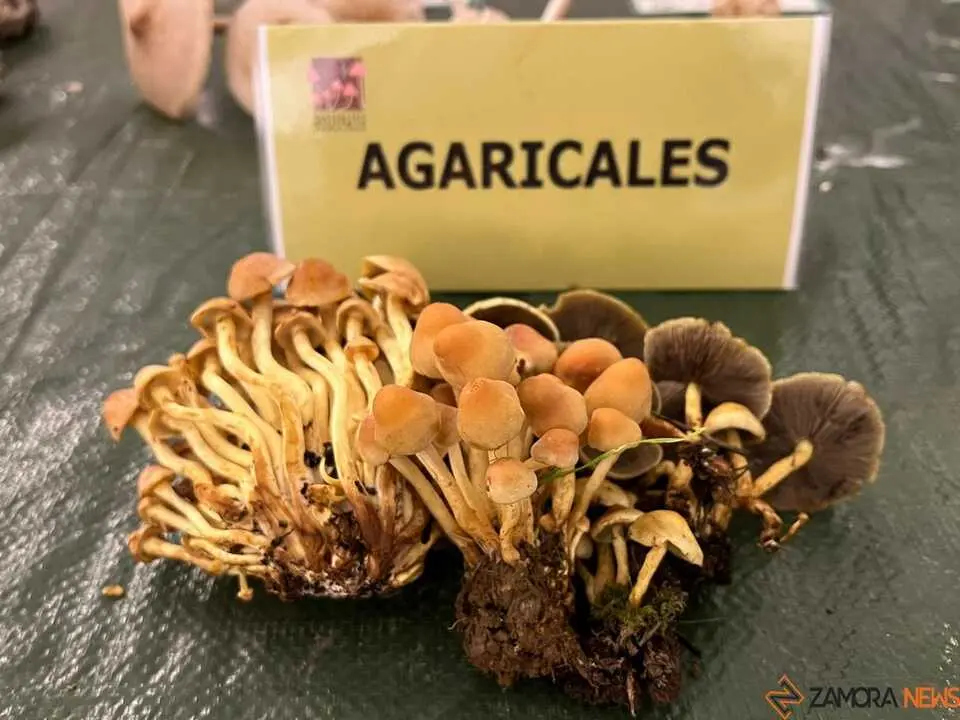 Exposición Micológica Zamora  _28