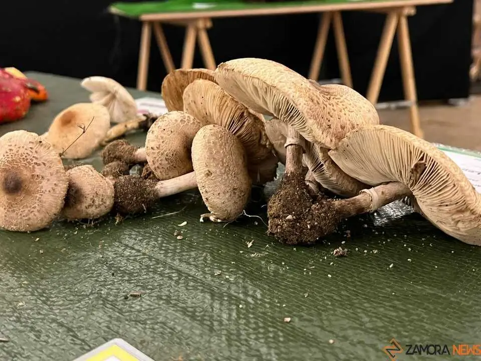 Exposición Micológica Zamora  _29