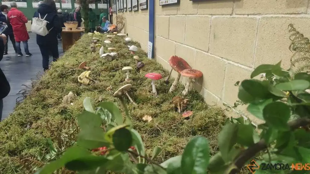 Magosto tradicional y feria de la miel Trabazos _3