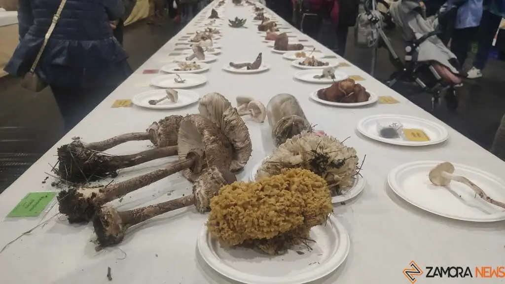 Magosto tradicional y feria de la miel Trabazos _8