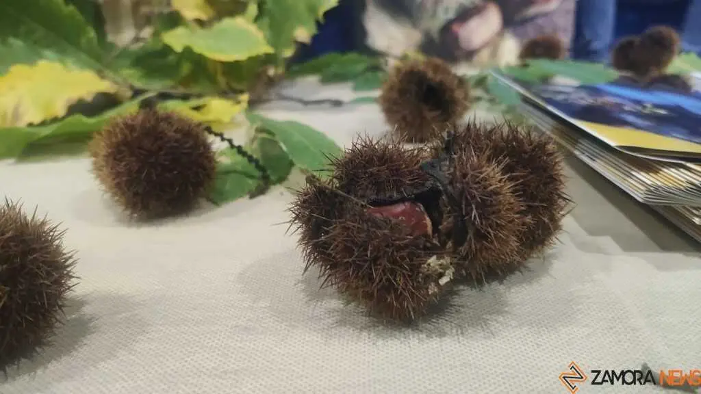 Magosto tradicional y feria de la miel Trabazos _10