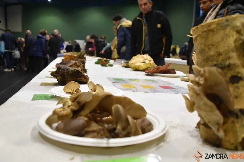 magosto trabazos 2025_12